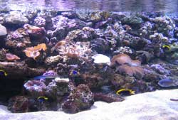 SEA LIFE Sydney Aquarium