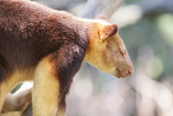 Taronga Zoo